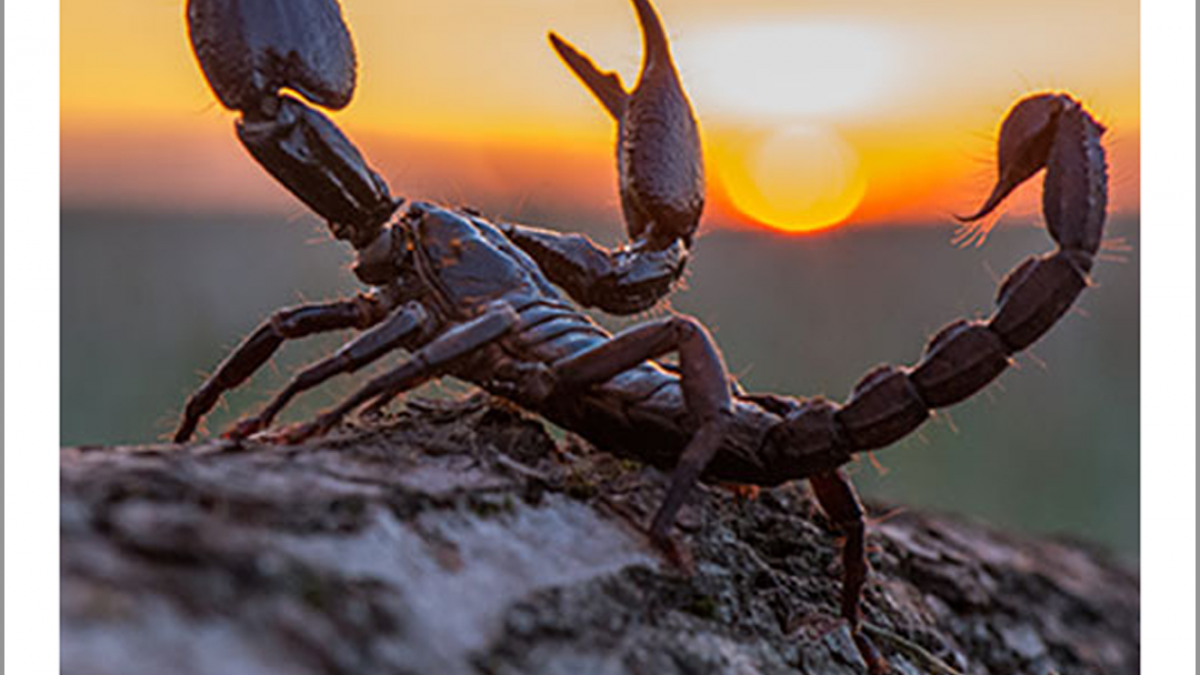 Detail Scorpion Pic Nomer 36