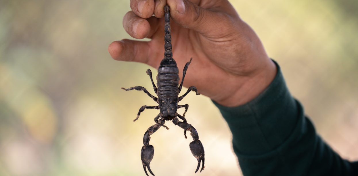 Detail Scorpion Pic Nomer 37