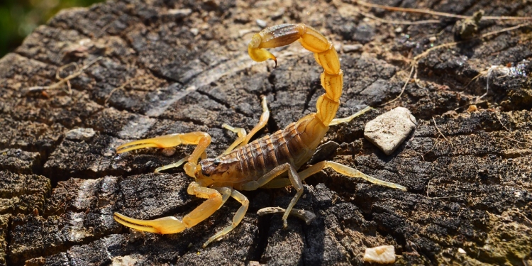 Detail Scorpion Pic Nomer 38