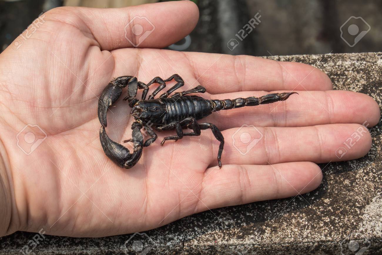 Detail Scorpion Pic Nomer 39