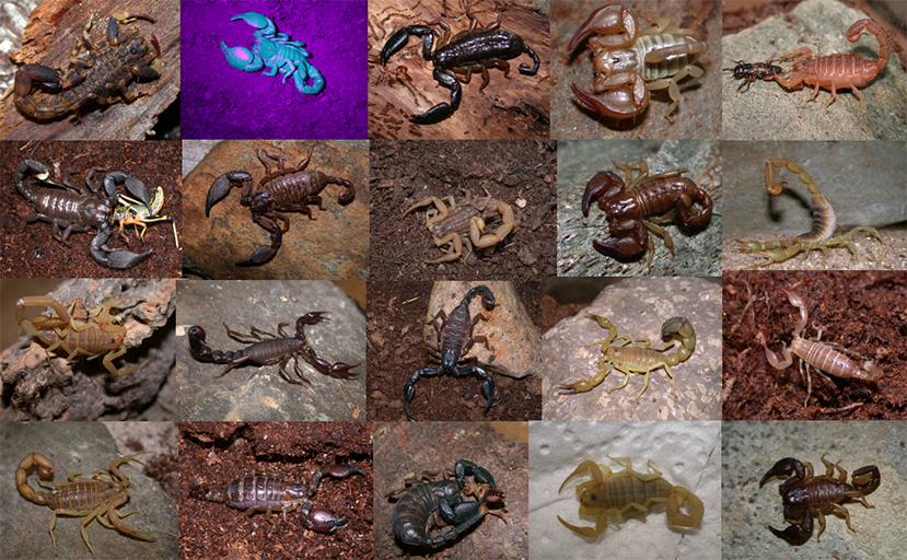 Detail Scorpion Pic Nomer 40