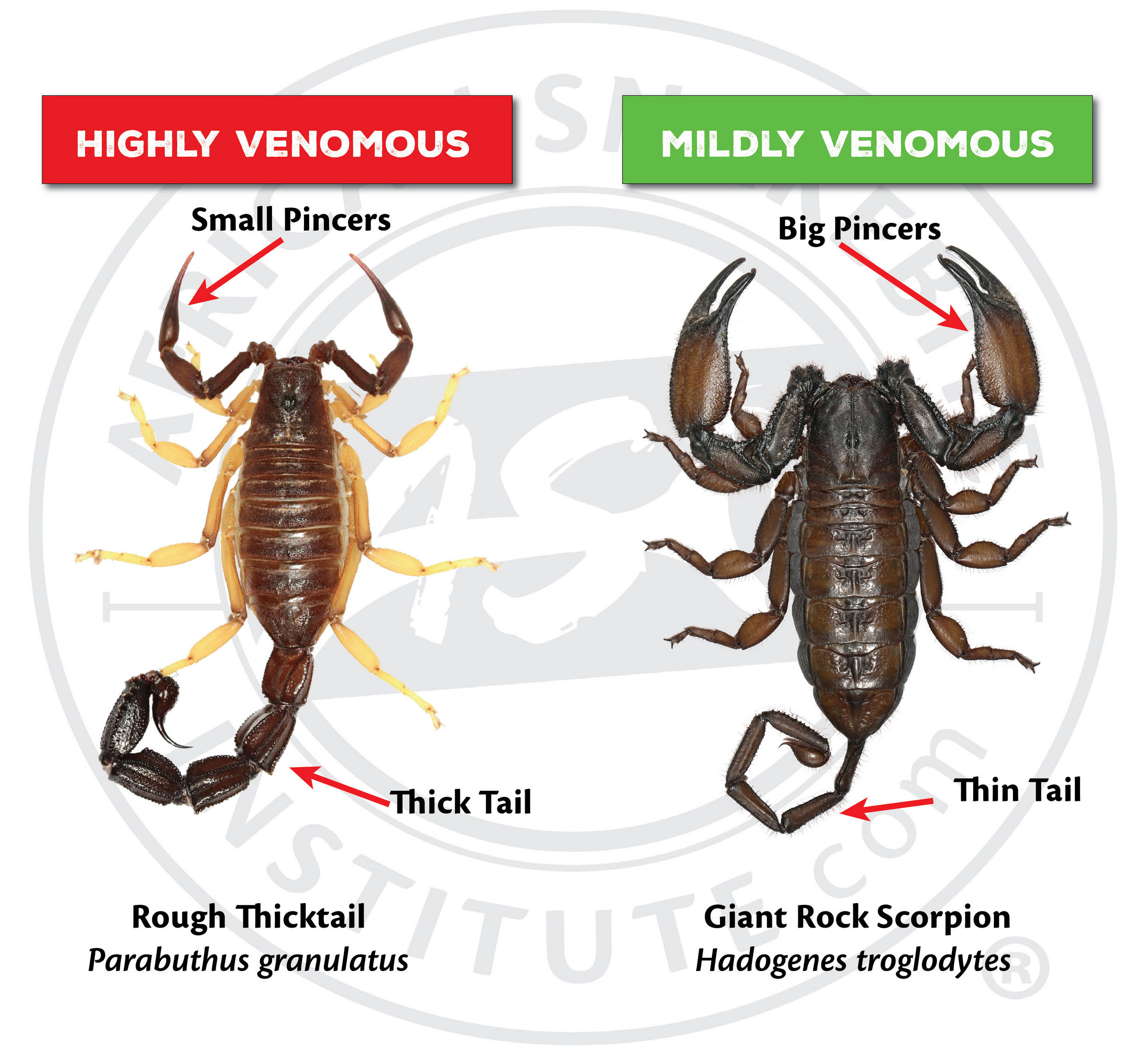 Detail Scorpion Pic Nomer 41