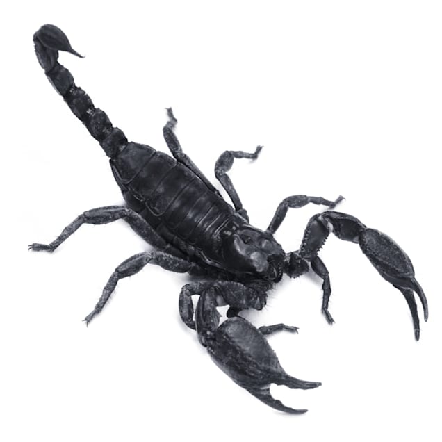 Detail Scorpion Pic Nomer 43