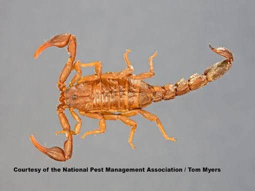 Detail Scorpion Pic Nomer 45