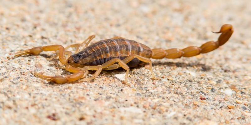 Detail Scorpion Pic Nomer 46