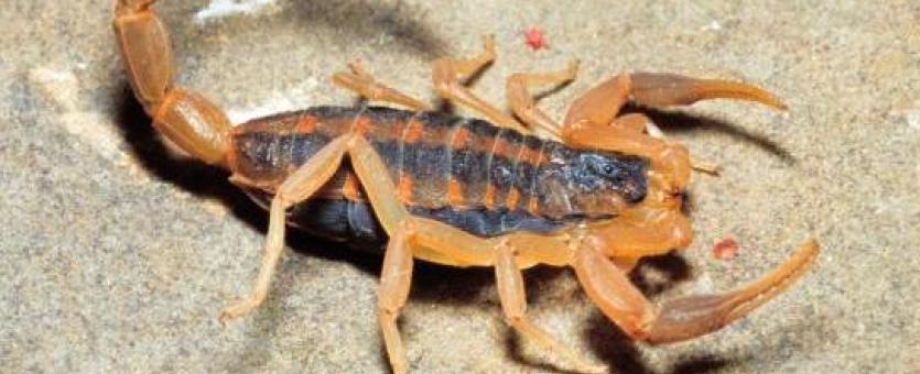 Detail Scorpion Pic Nomer 47