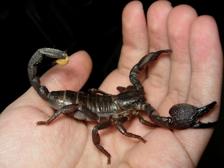 Detail Scorpion Pic Nomer 48