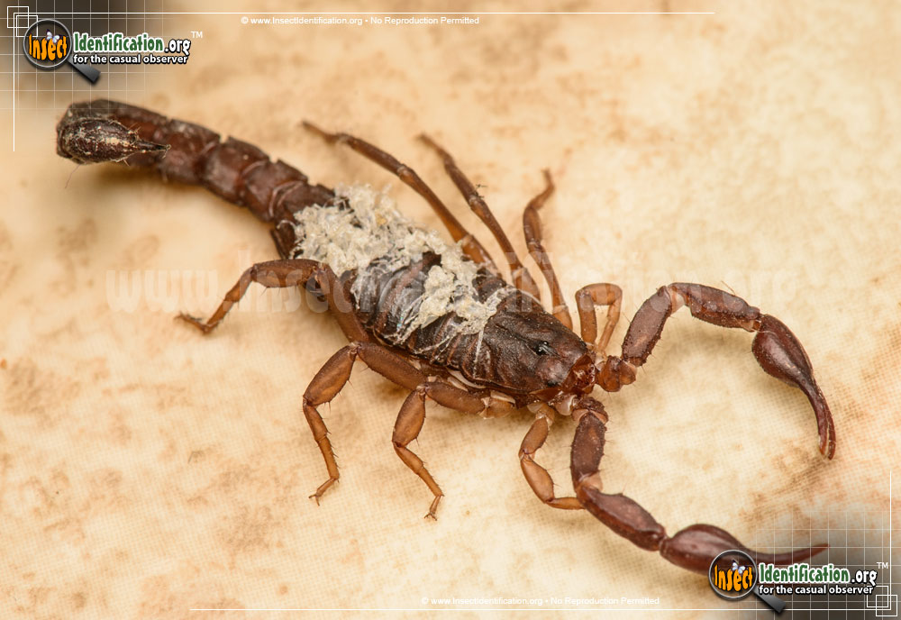 Detail Scorpion Pic Nomer 50