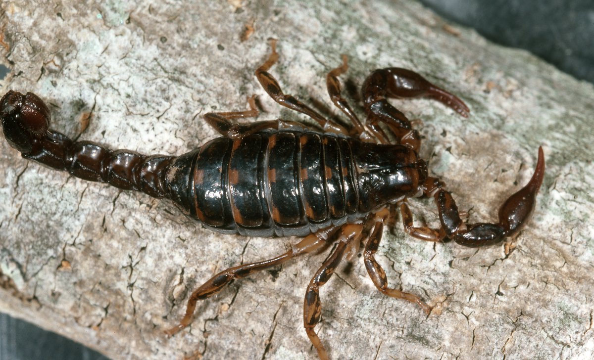Detail Scorpion Pic Nomer 53
