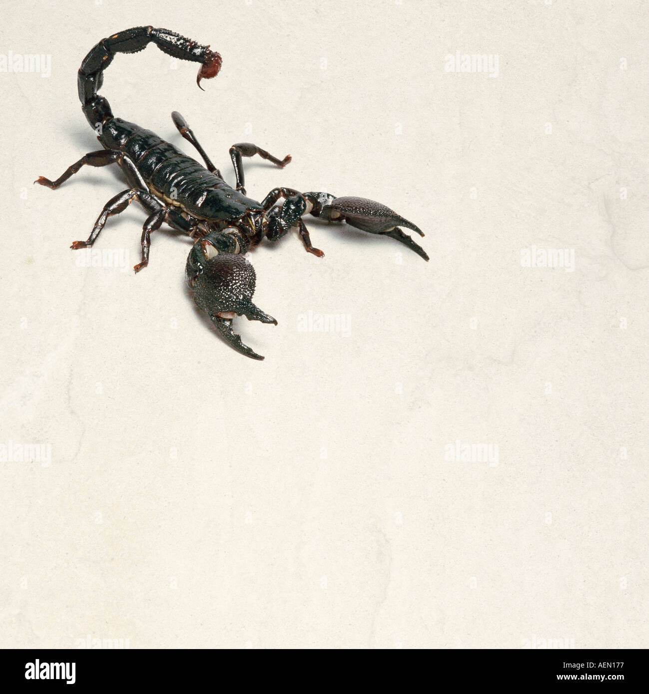 Detail Scorpion Pic Nomer 54