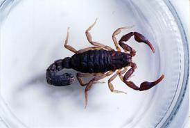 Detail Scorpion Pic Nomer 55