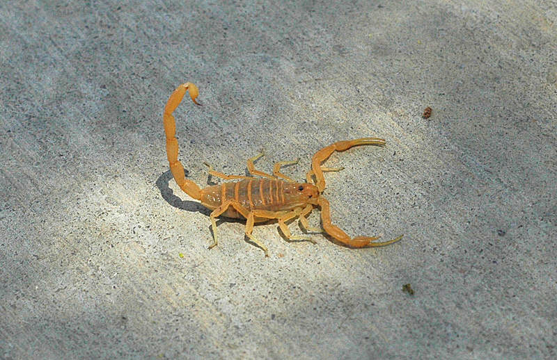 Detail Scorpion Pic Nomer 56
