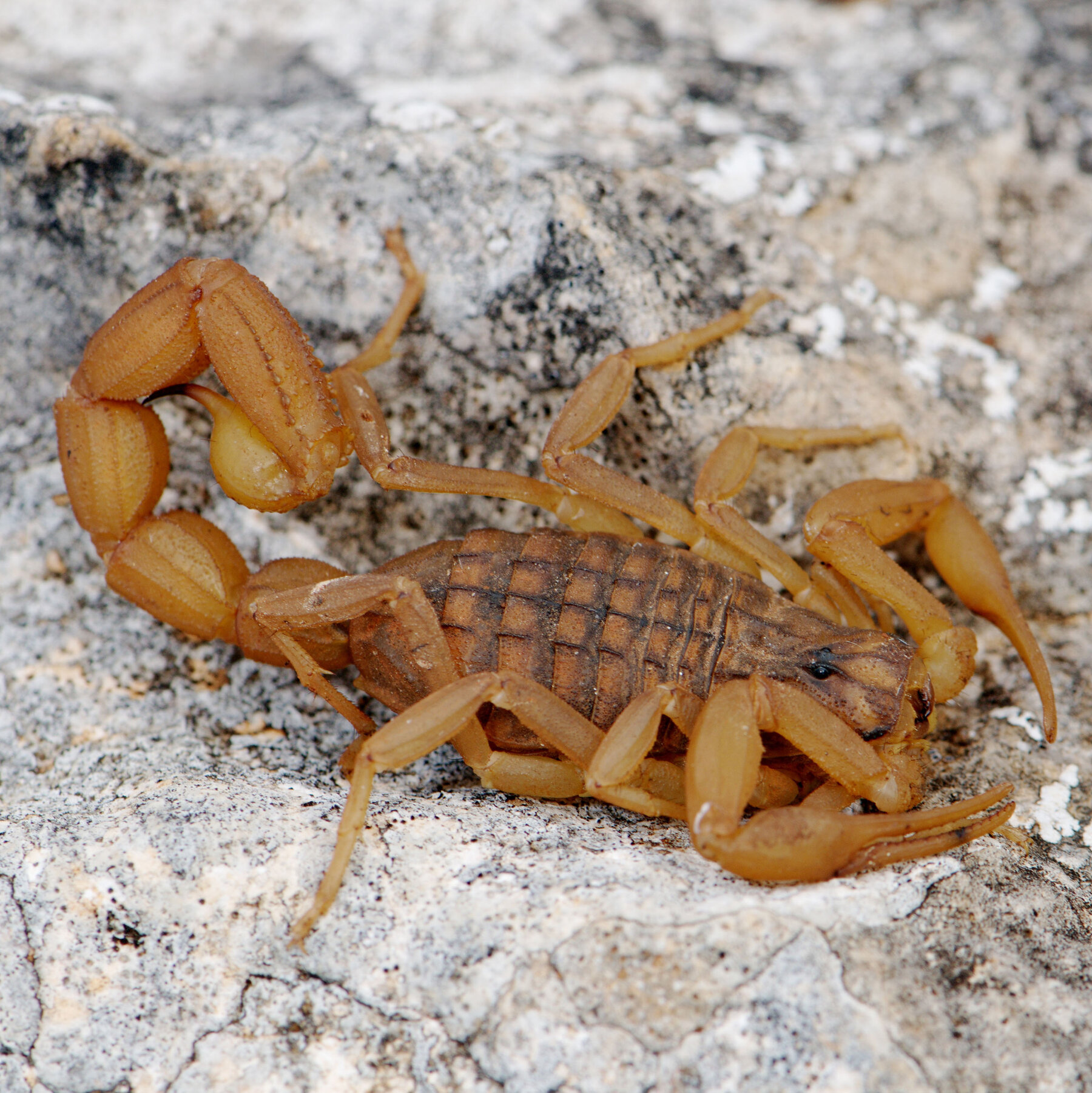 Detail Scorpion Pic Nomer 7