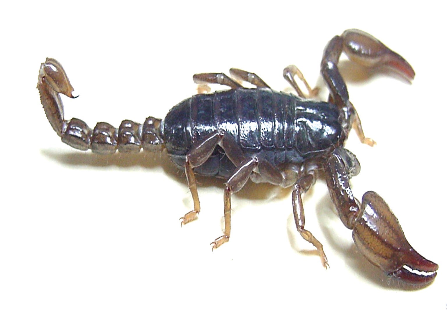 Detail Scorpion Pic Nomer 8