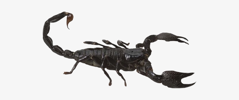 Detail Scorpion Png Nomer 15