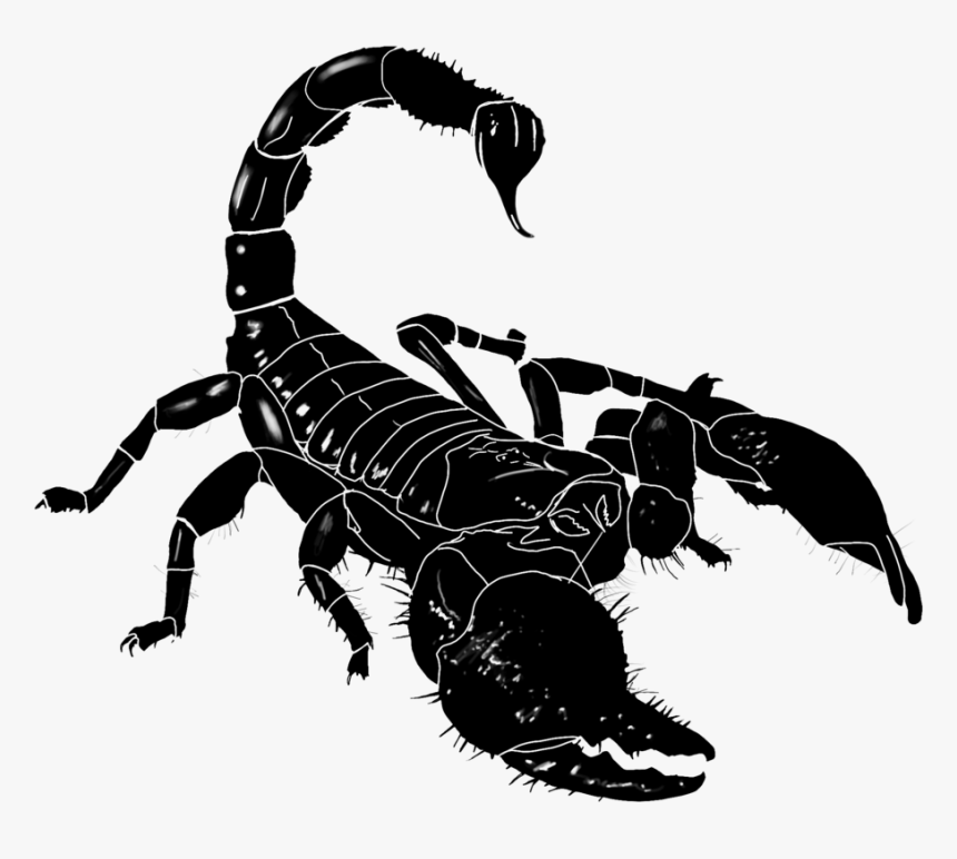 Detail Scorpion Png Nomer 21