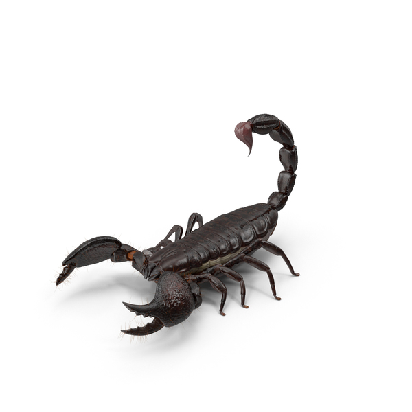 Detail Scorpion Png Nomer 24