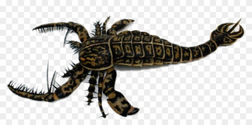 Detail Scorpion Png Nomer 37