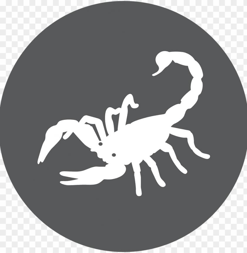 Detail Scorpion Png Nomer 46