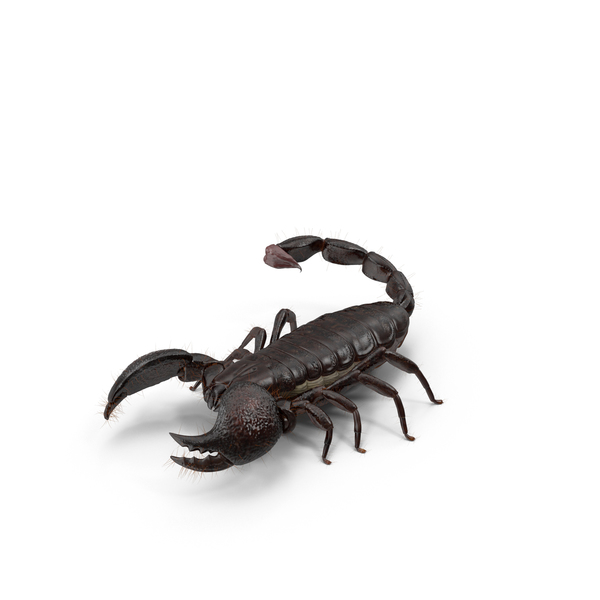 Detail Scorpion Png Nomer 47