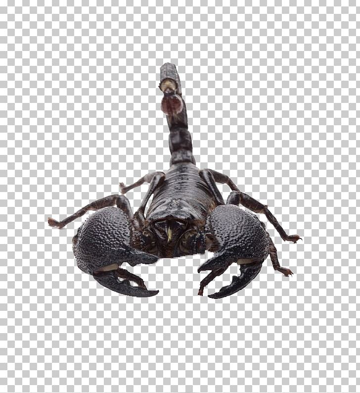 Detail Scorpion Png Nomer 49