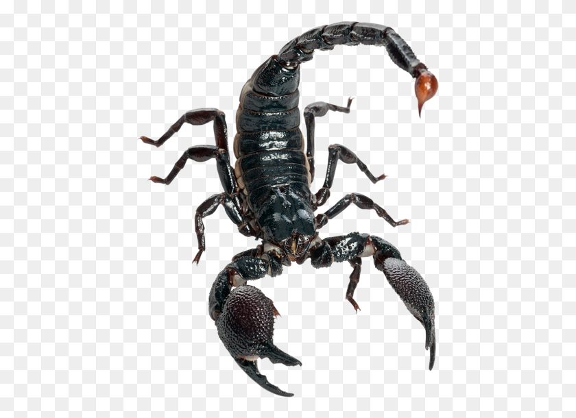 Detail Scorpion Png Nomer 10