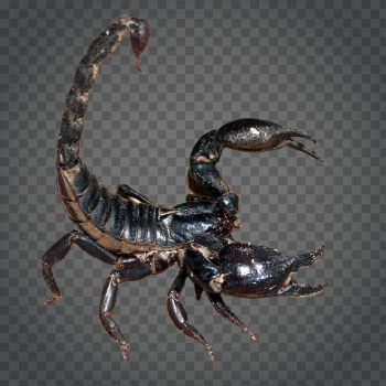 Detail Scorpion Transparent Nomer 27
