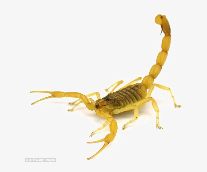 Detail Scorpion Transparent Nomer 34
