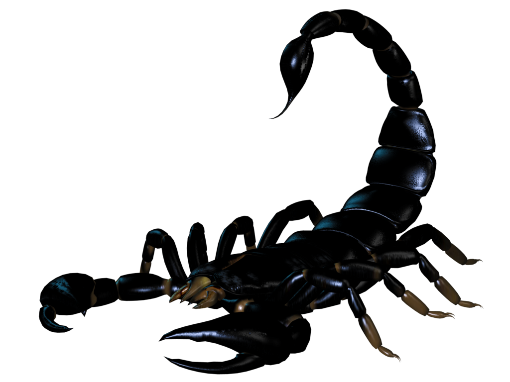 Scorpion Transparent Background - KibrisPDR