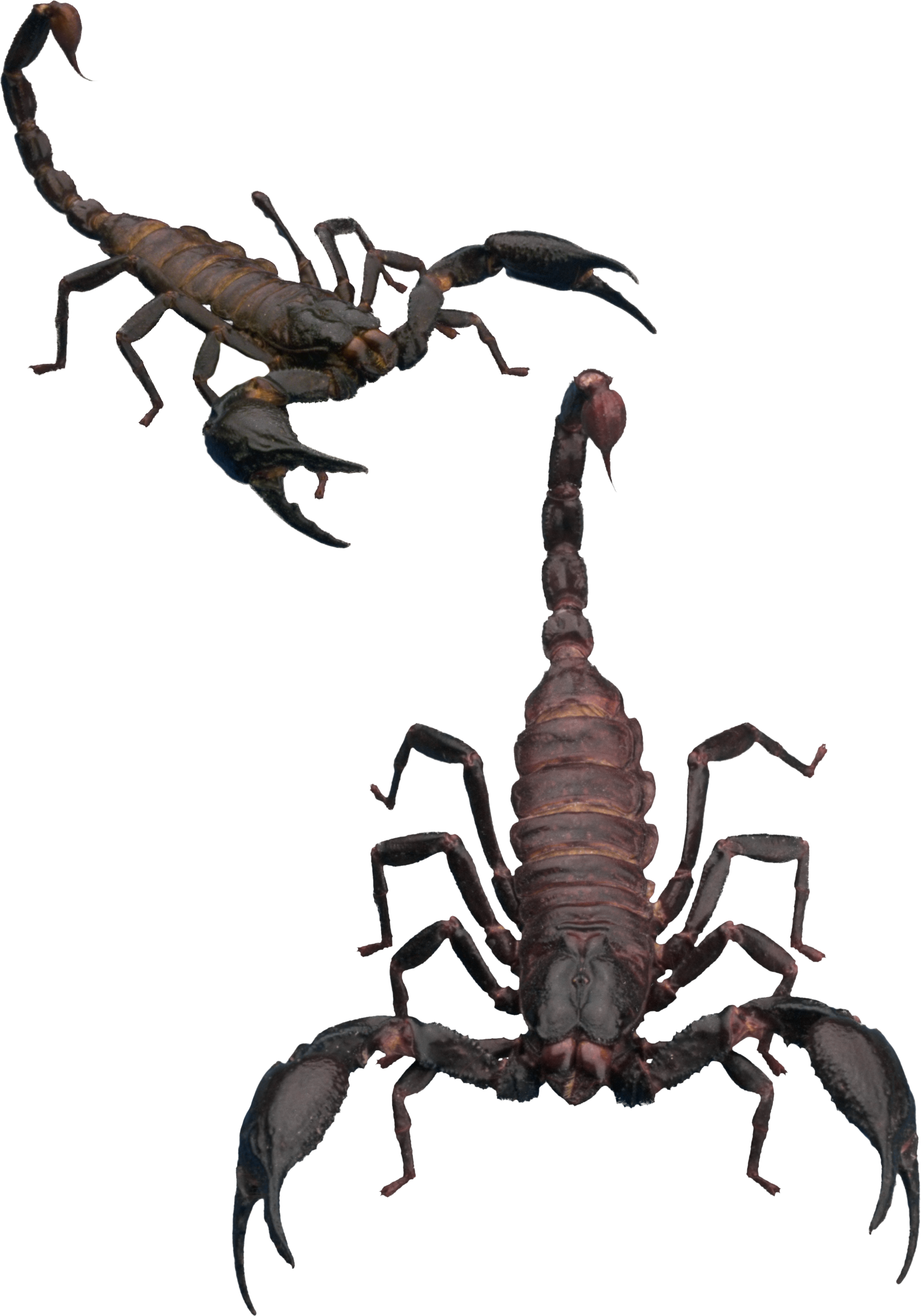 Detail Scorpion Transparent Background Nomer 13
