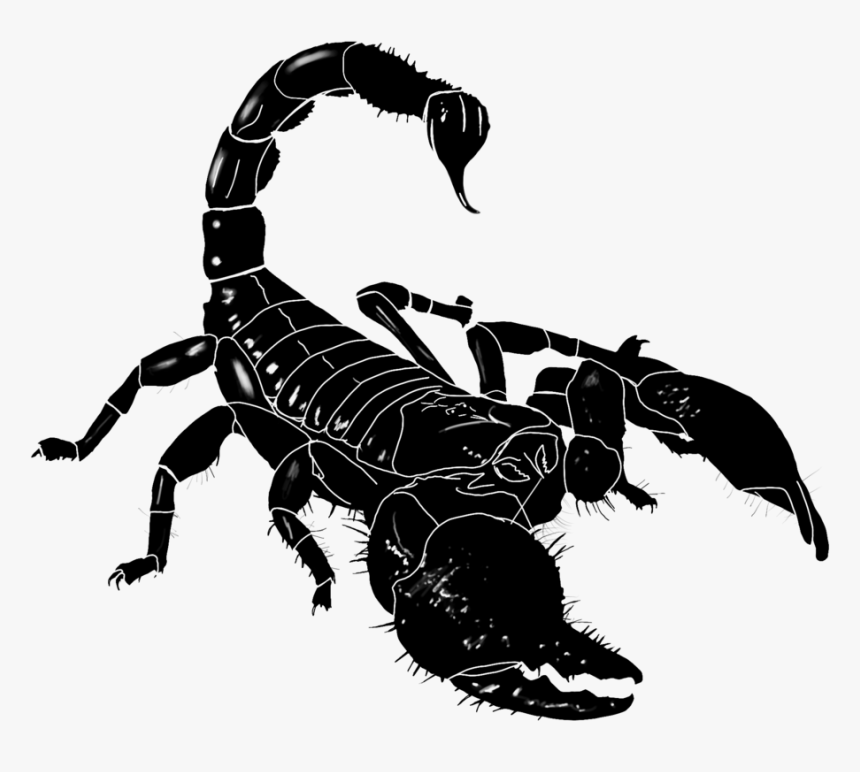 Detail Scorpion Transparent Background Nomer 19