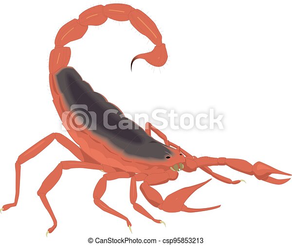 Detail Scorpion Transparent Background Nomer 53