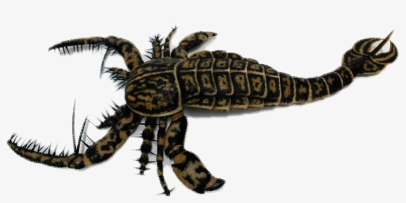 Detail Scorpion Transparent Background Nomer 56