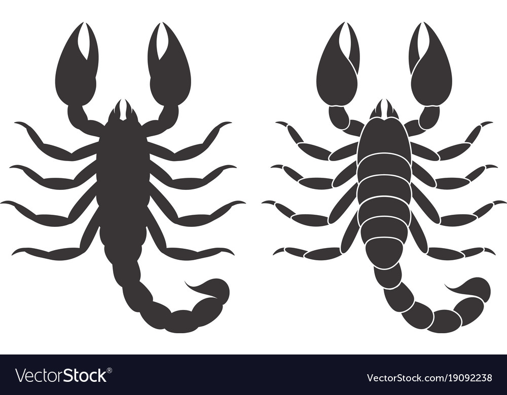 Detail Scorpion Vector Image Nomer 17