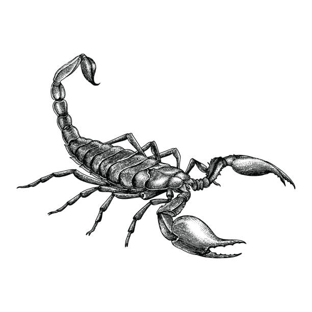Detail Scorpion Vector Image Nomer 19