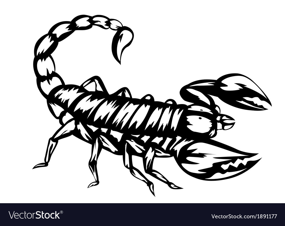 Detail Scorpion Vector Image Nomer 22