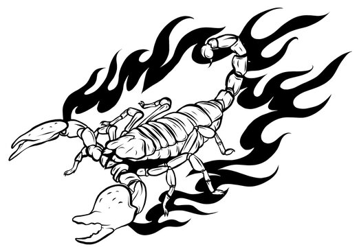 Detail Scorpion Vector Image Nomer 48