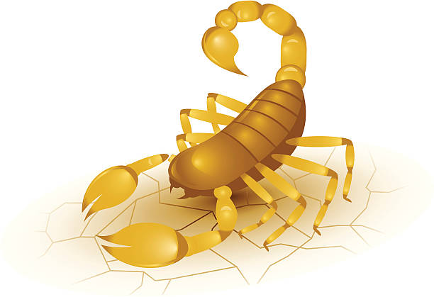 Detail Scorpion Vector Image Nomer 53