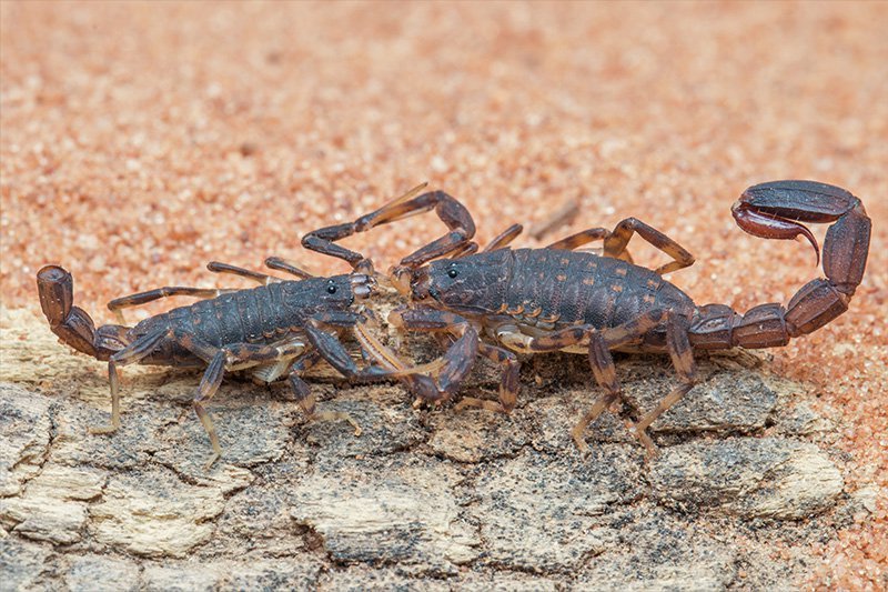 Detail Scorpions Images Nomer 14