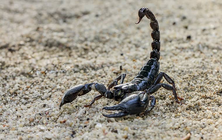 Detail Scorpions Images Nomer 20