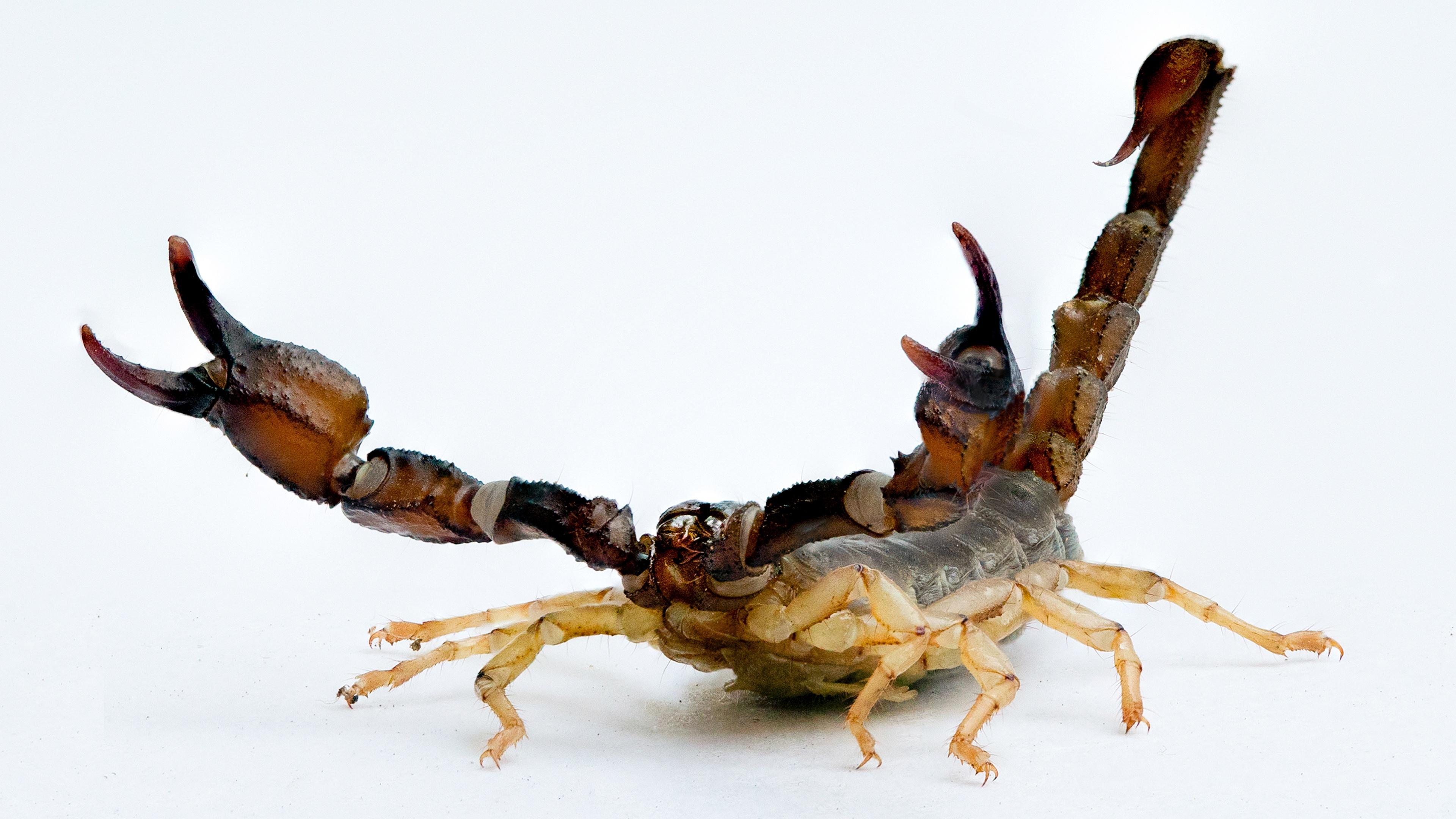 Detail Scorpions Images Nomer 25