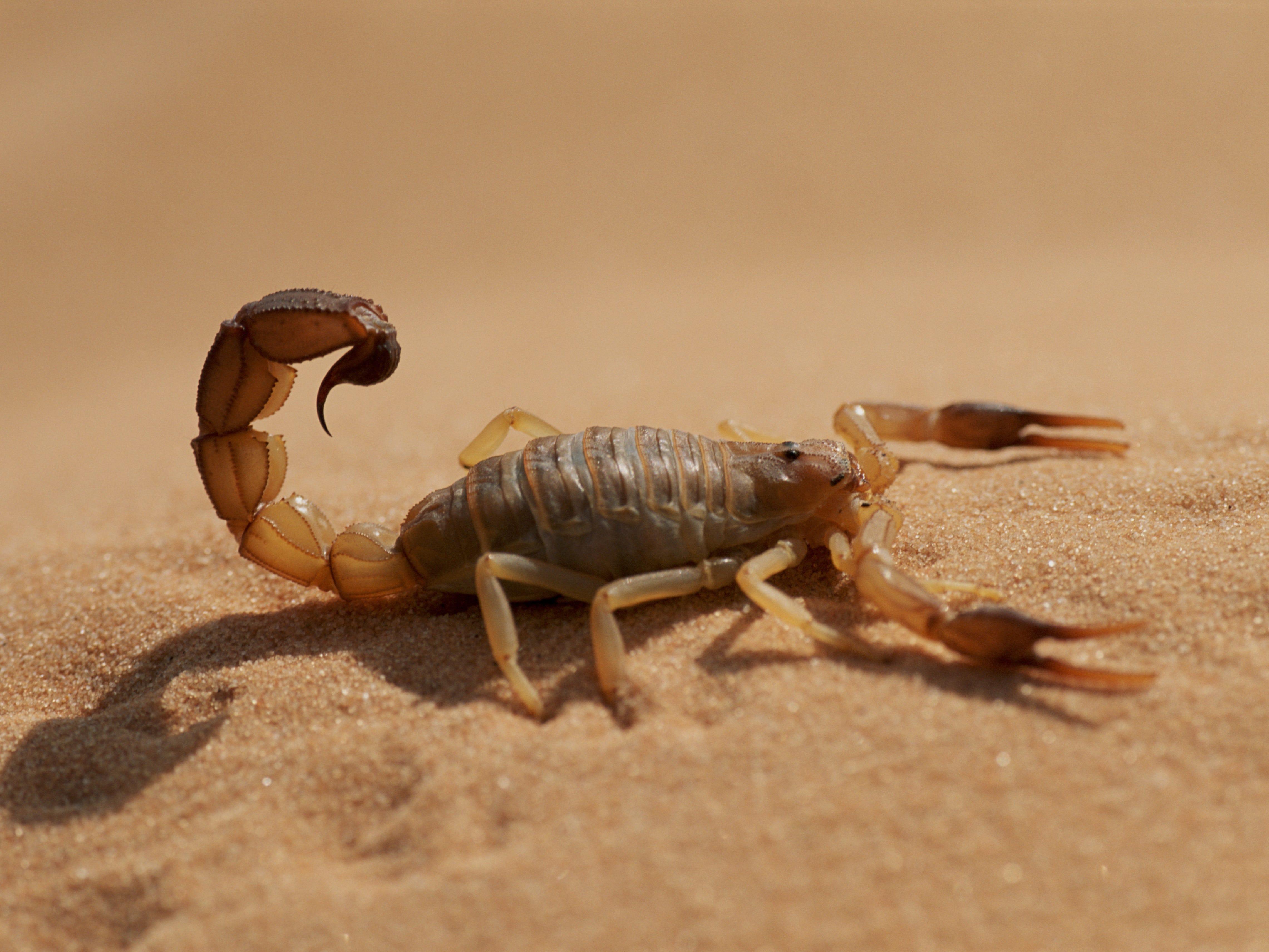 Detail Scorpions Images Nomer 34