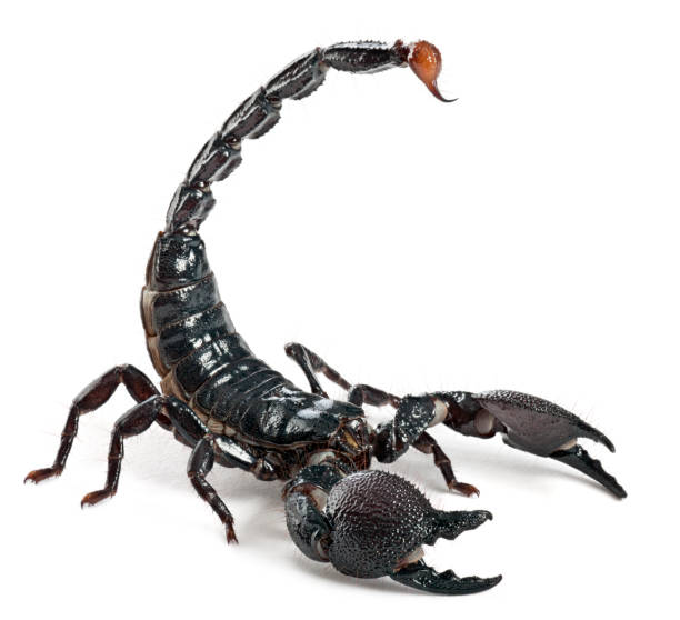 Detail Scorpions Images Nomer 4