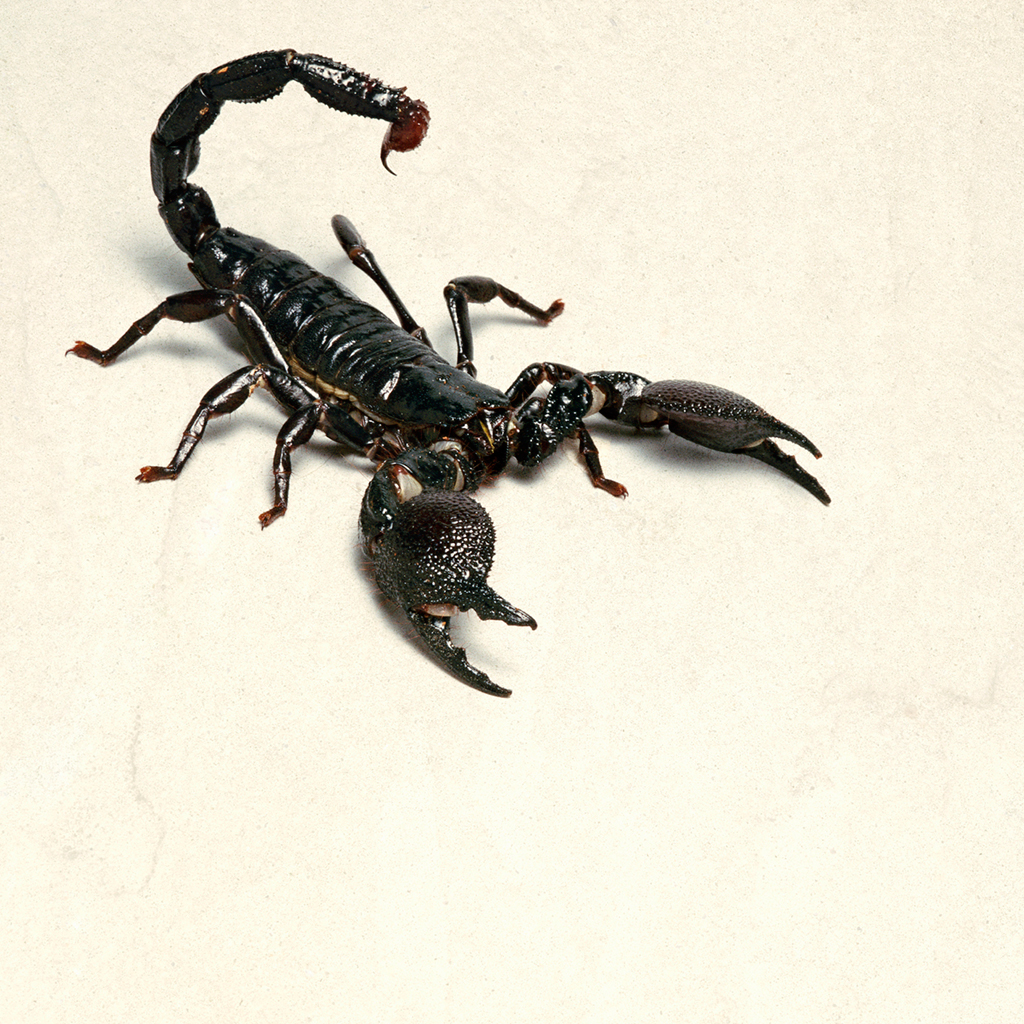 Detail Scorpions Images Nomer 44