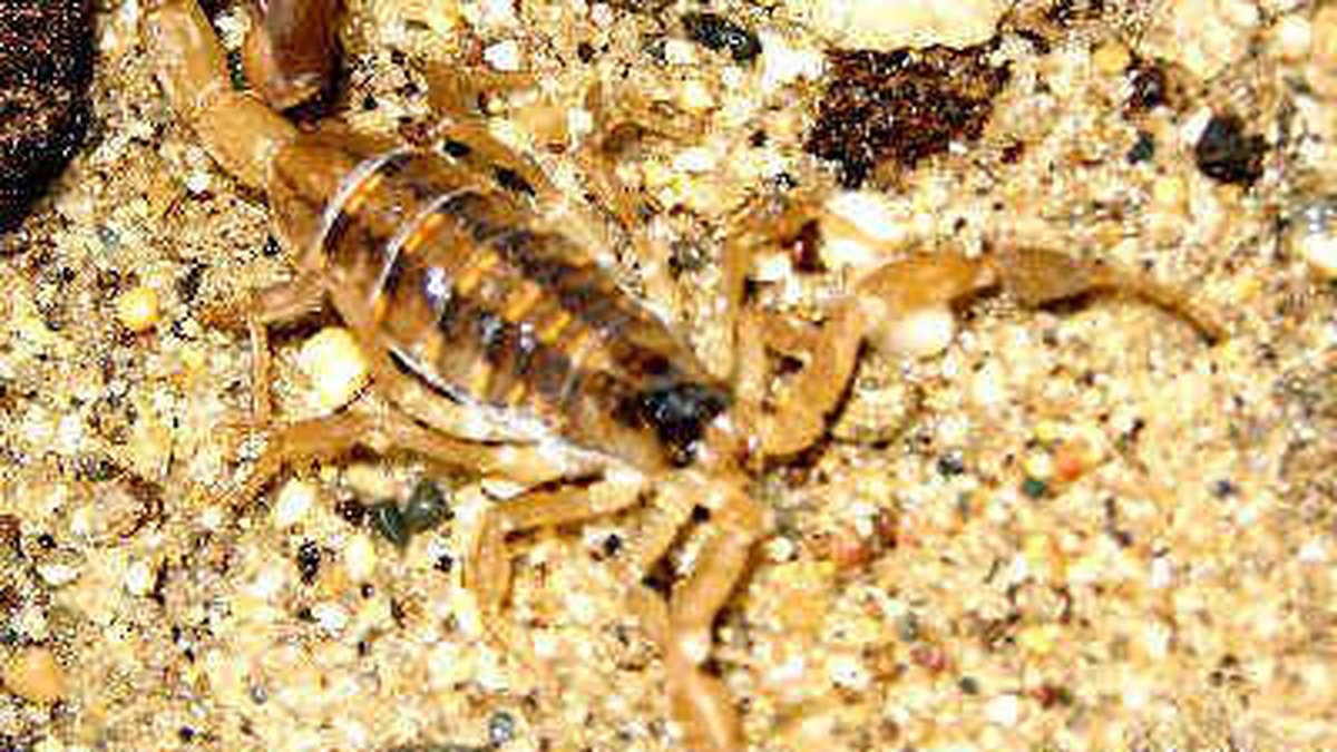 Detail Scorpions Images Nomer 46