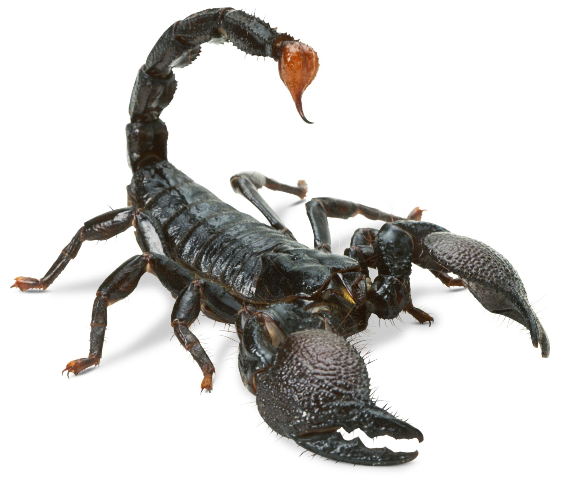 Detail Scorpions Pics Nomer 2