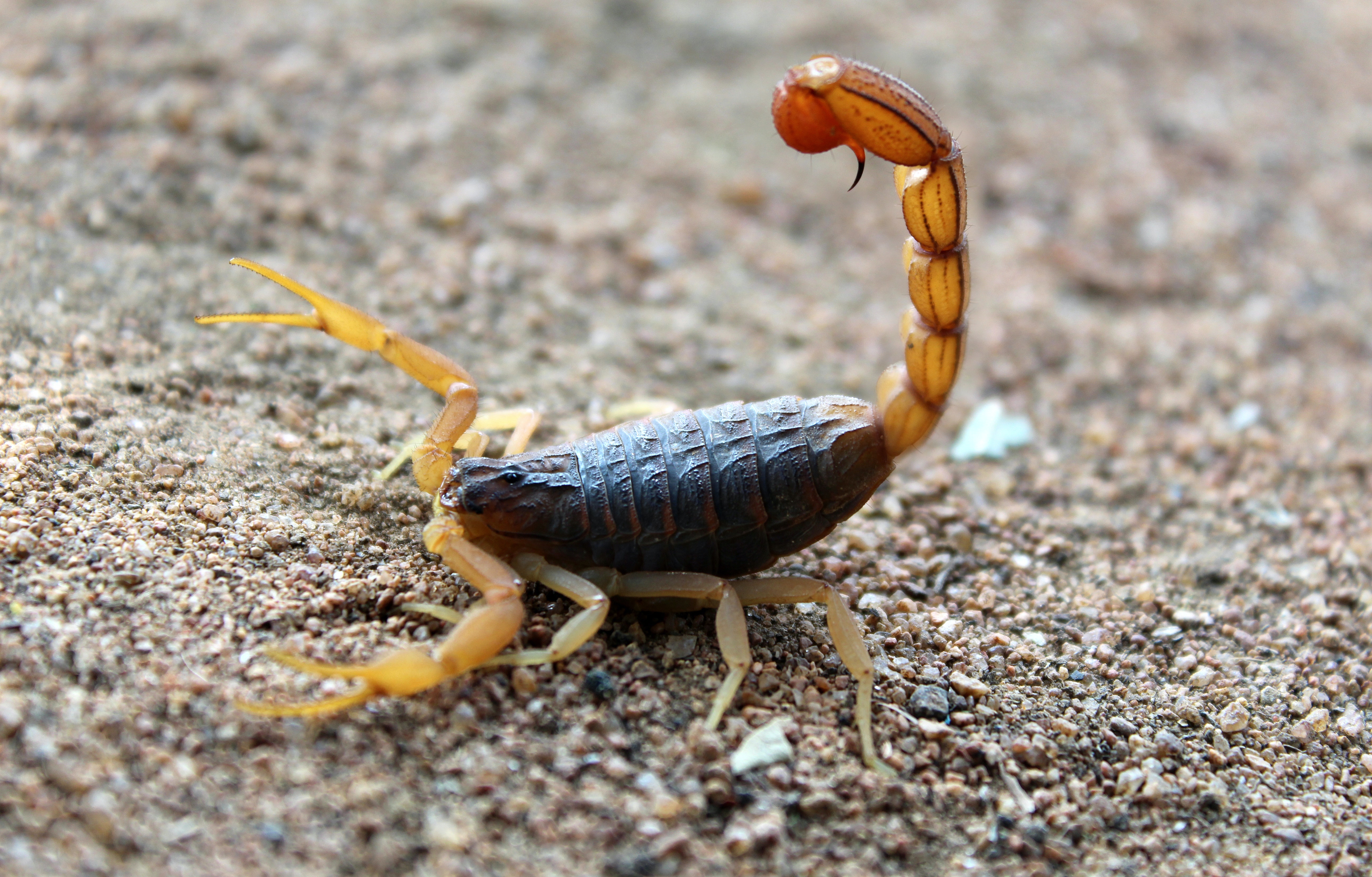 Detail Scorpions Pics Nomer 30