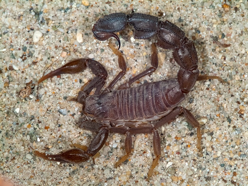 Detail Scorpions Pics Nomer 31