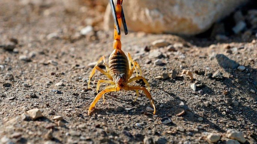 Detail Scorpions Pics Nomer 35