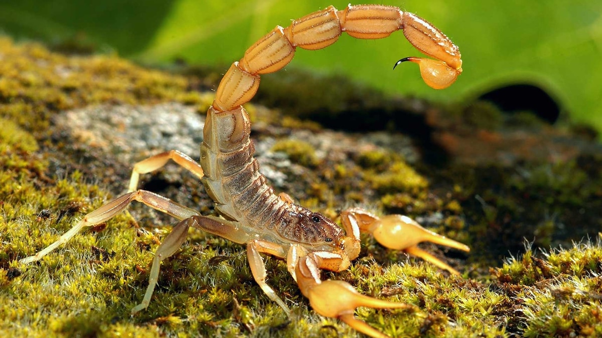 Detail Scorpions Pics Nomer 36